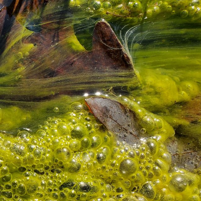 Leaves in Algae
