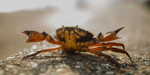 🦀 Rust for JS developers