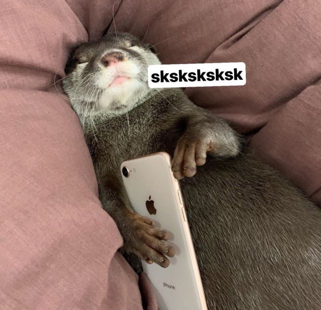 A content otter holding a phone with the caption sksksk