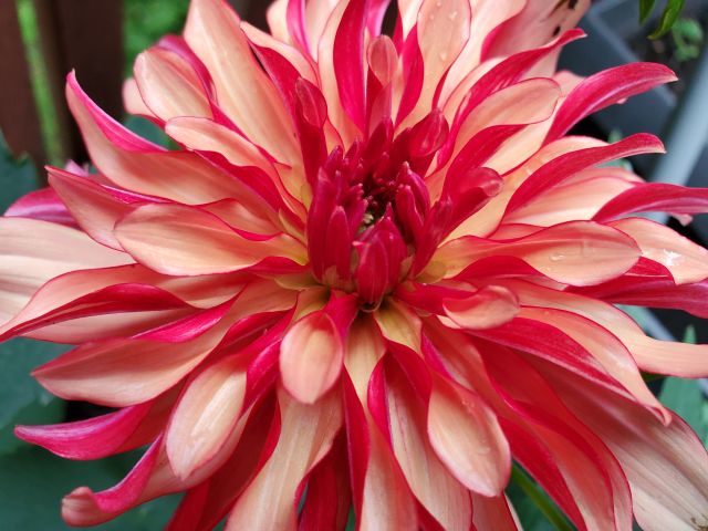 Deck Dahlia