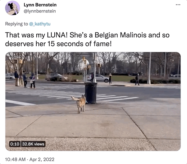 A response to the above tweet from @Lynnbernstein that says "That was my LUNA! She’s a Belgian Malinois and so deserves her 15 seconds of fame!"