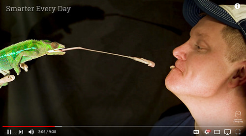 A Chameleon Tongue Crushing Crickets in Slow Motion (20,000 fps) [click to view]