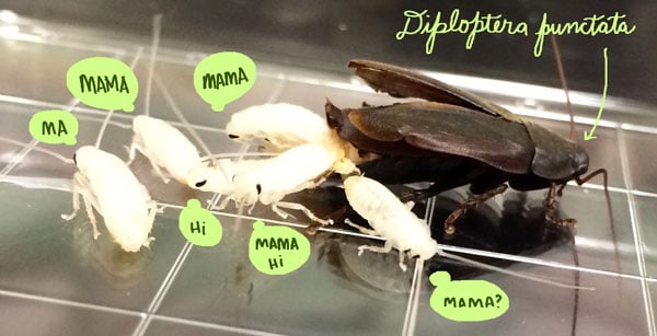 Picture of a Diploptera punctata giving live birth. The wonder of life!