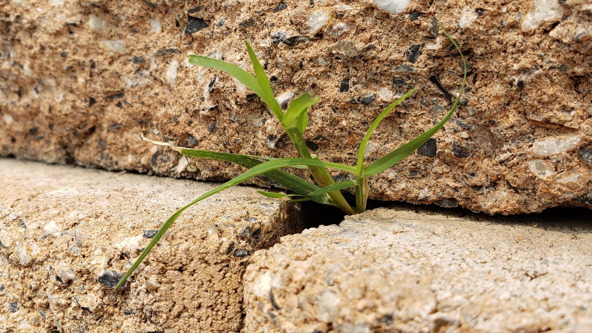 Like grass between bricks. 