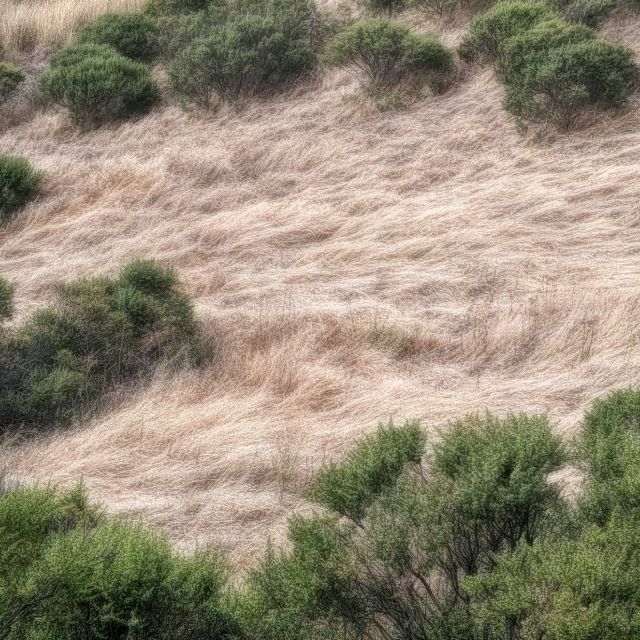 grass in summer hibernation
