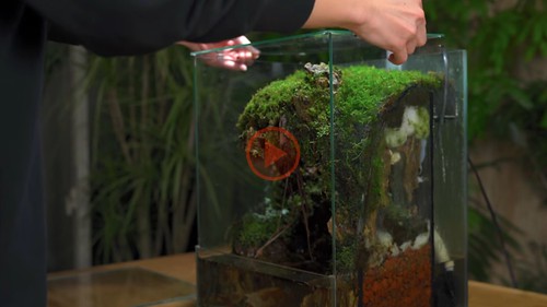Asu building a terrarium