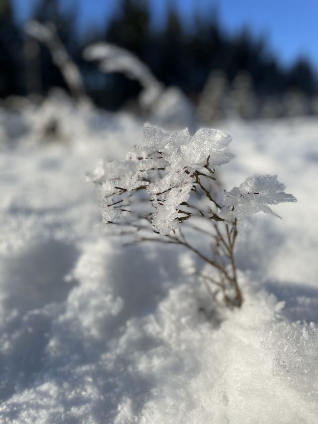 Foto: Helene Juhlin Marthinsen