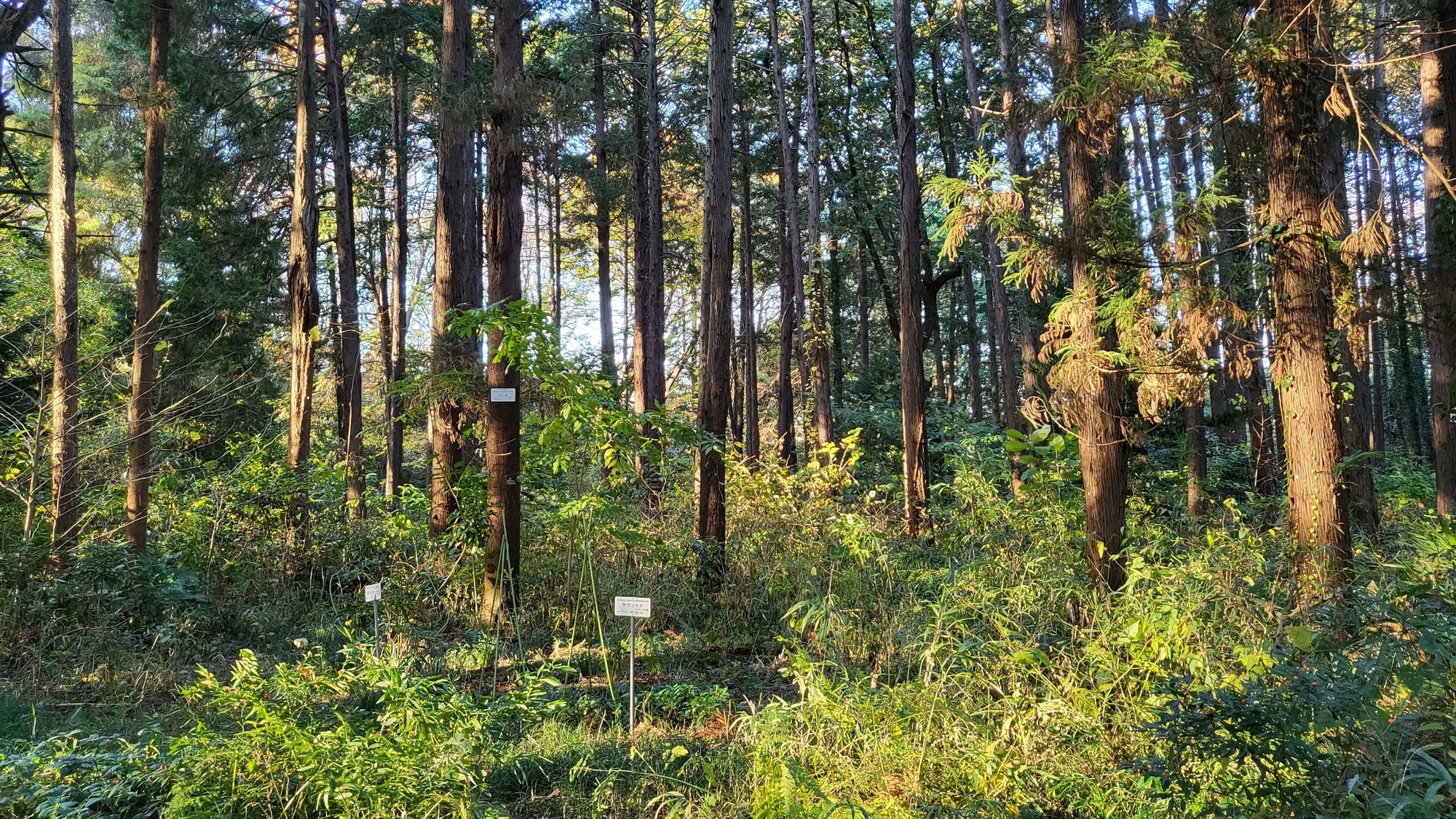 Short Story: In An Overlooked Wood, Where Games By My Grandpa Sleep (A Short Story)