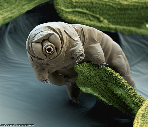 Tardigrade on Moss [enable images; click to view larger]