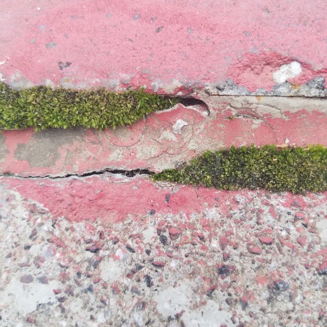 Green Moss and Pink Painted Sidewalk