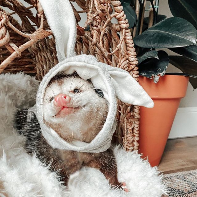 A possum smiling and wearing an Easter bunny hat