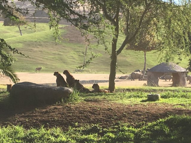 Cheetahs. Rhinos. Somewhere in the back, a giraffe.