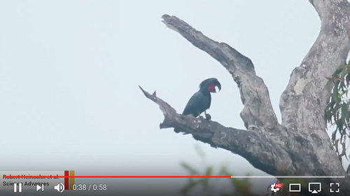 The remarkable drumming cockatoos [click to view]