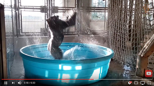 still from "Breakdancing Gorilla Enjoys Pool Behind-the-Scenes" [click to view]