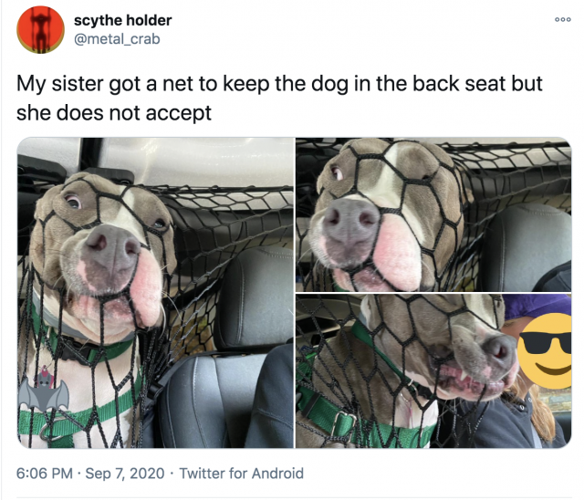 A dog who's shoving its face into a net, accompanied by the texts "My sister got a net to keep the dog in the back seat but she does not accept."