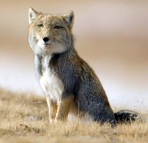 A tibetan sand fox, with a square head