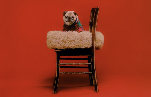 Noodle the pug wears a fancy sweater andsits on a fluffy dog bed on a chair, against a red background.