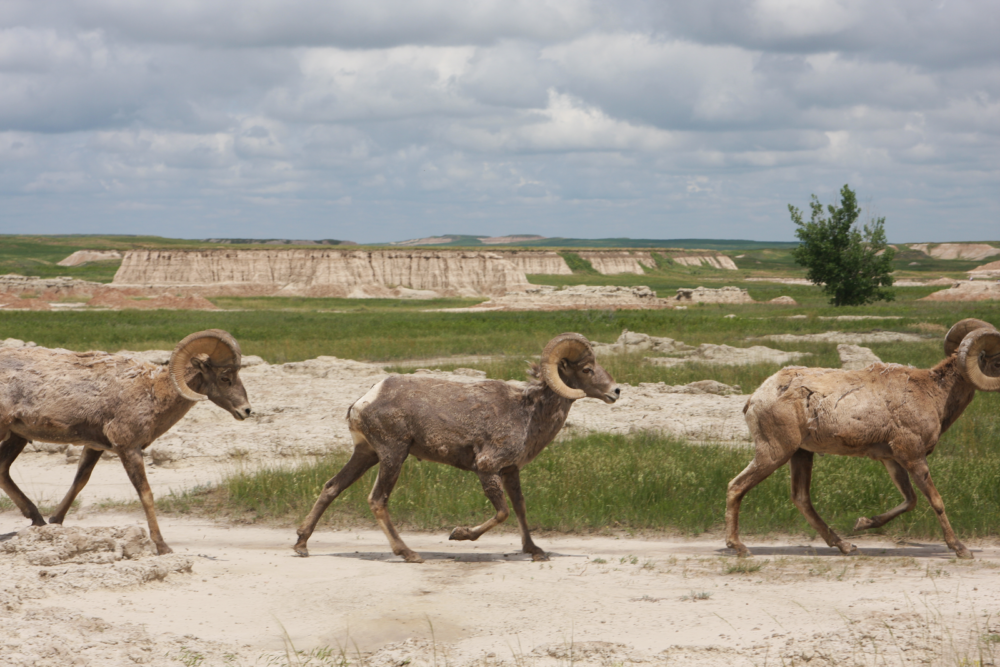 bighorn sheep