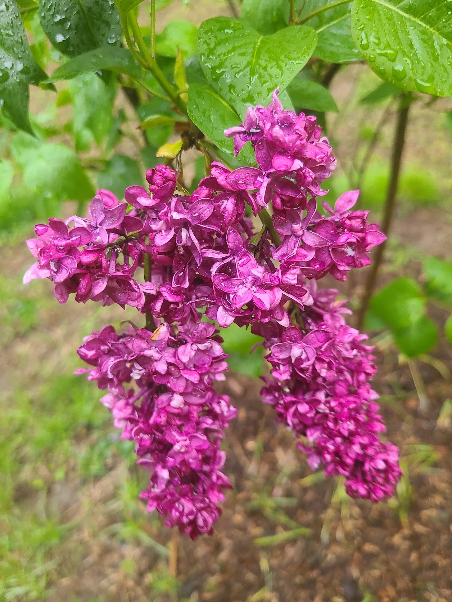 Lilac Syrup (and) short fiction print publication news.