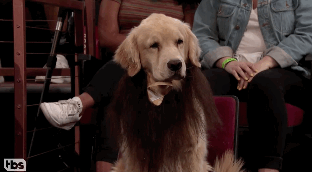 Dog blinks.