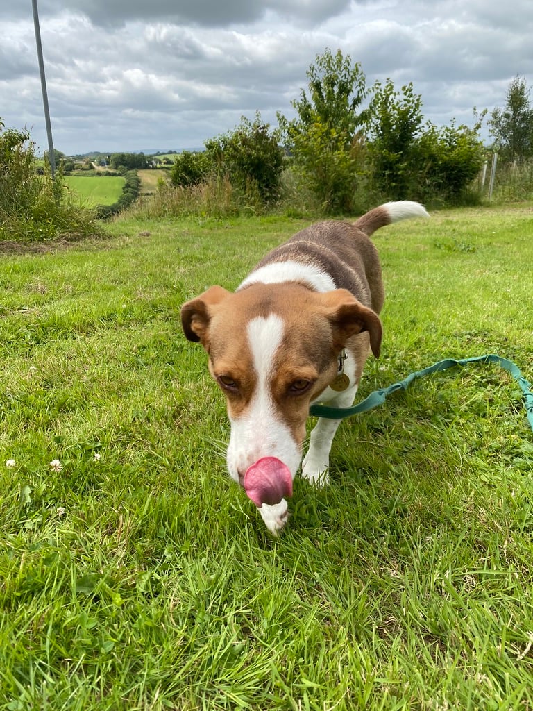 Meli, a white and ginger medium size dog, walking along licking her lips and looking pleased after she had stolen a biscuit at a picnic. behind here is a new woodland and a raptor pole, as well as short mown grass for the glade and the ride that heads down a hill. the sky is filled with big grey defined clouds. 
