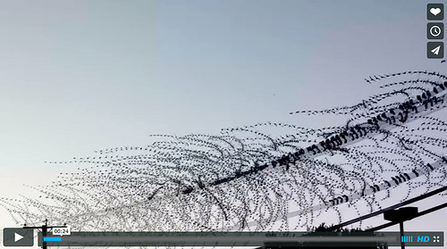 Starlings Take Off at 200 Frames Per Second [enable images; click to watch]