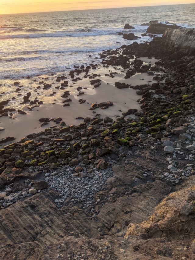 (photo of mossy detritus at sunset)