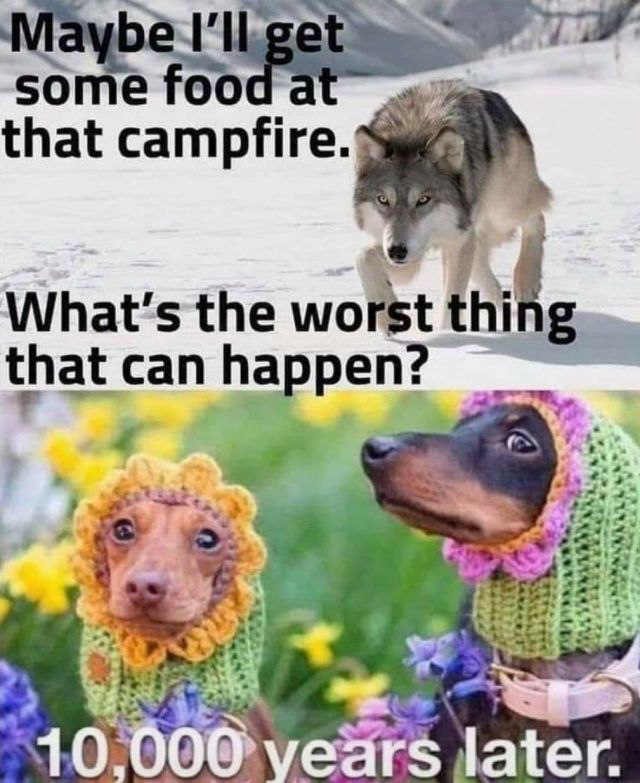 A wolf in the snow; the text reads "Maybe I'll get some food at that campfire. Whats the worst thing that can happen?" A second image shows 2 dachshund in wearing knit balaclavas. The text reads "10,000 years later."