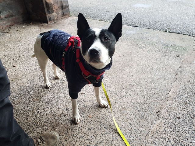 a dog standing, wearing a harness and a blue coat