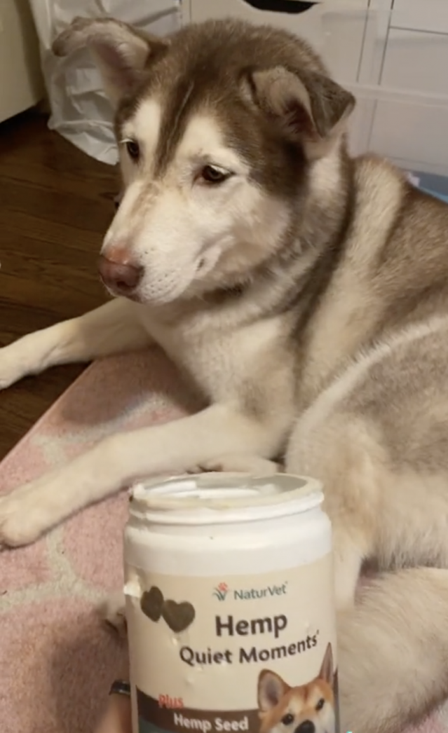 A husky looks sleepy while his human holds up a jar of "hemp quiet moment" melatonin dog chews that he got into and ate half of.