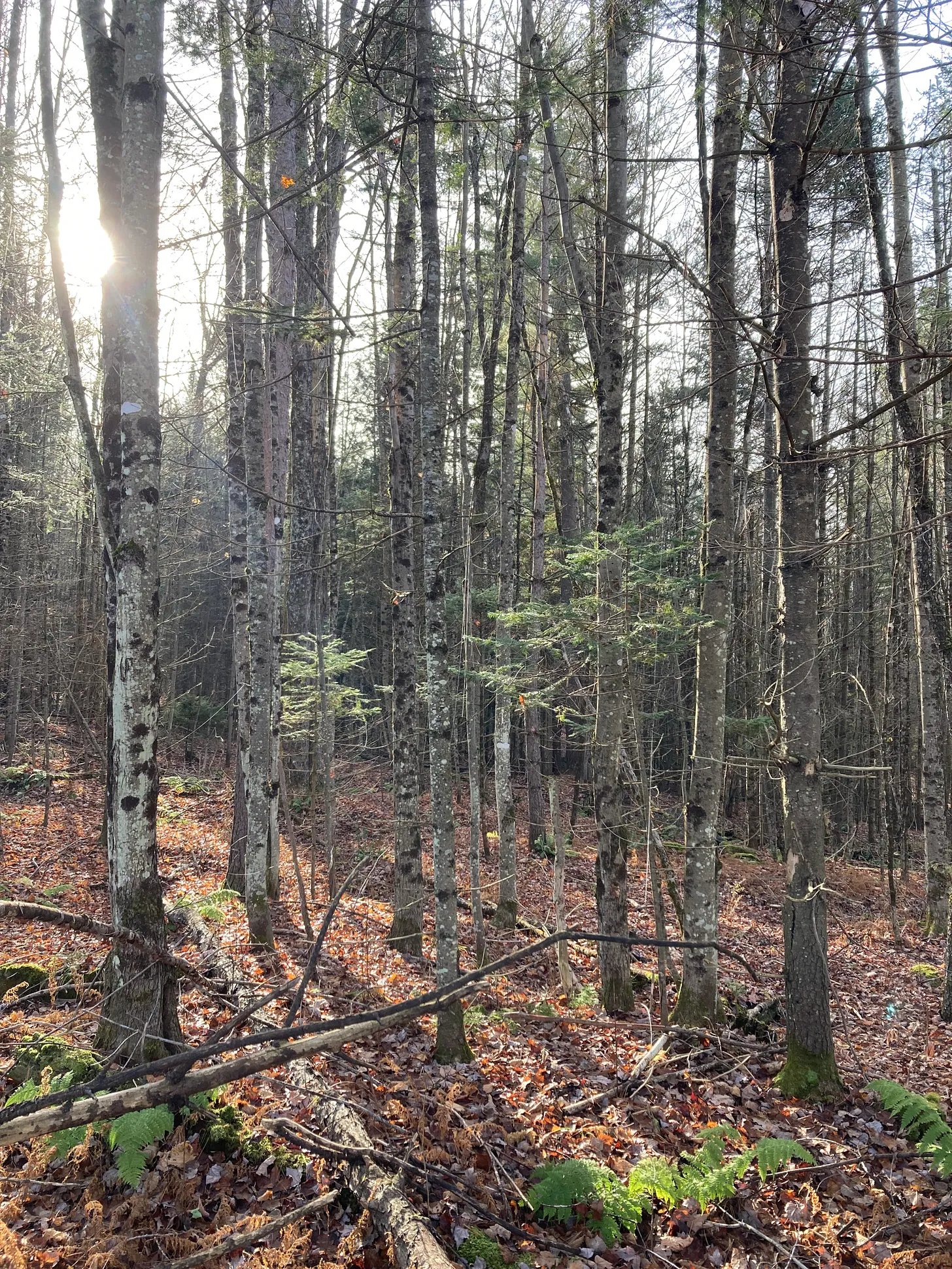 Illuminating the path