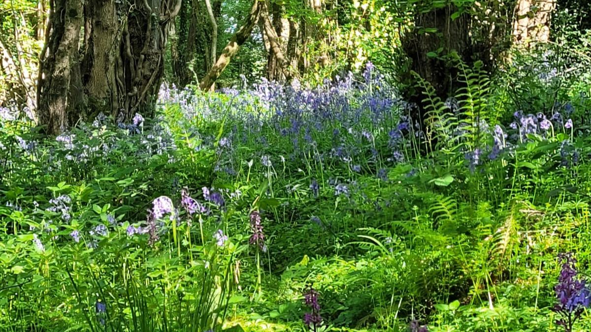 Bluebells in the ancient woodland in Usk