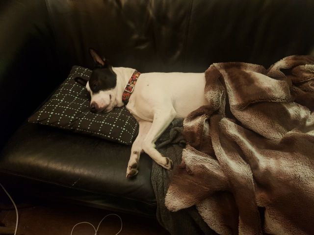 a dog laying on a sofa, with a blanket over her