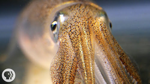 You're Not Hallucinating. That's Just Squid Skin. | Deep Look [click to view]
