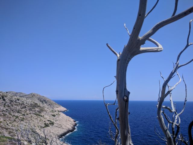 image of a branch