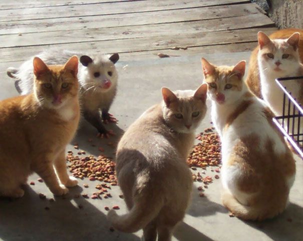 Photograph of four cats standing around cat food, turning over to look at a camera, and an opossum next to them smiling and trying to fit in