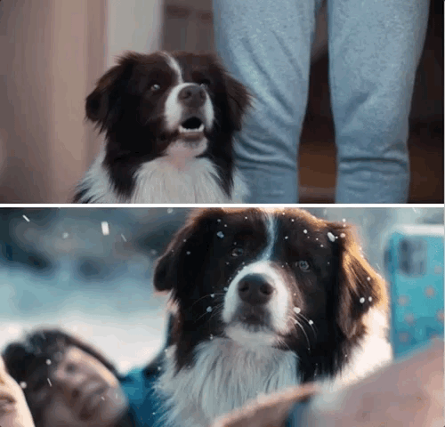 two gifs of an adorable border collie from the tv show Heartstopper