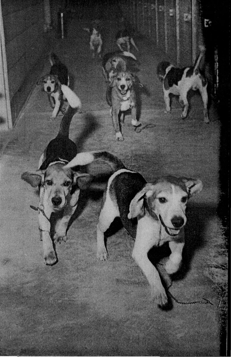 Lab Dog is 6 months old (or 10 in human years)