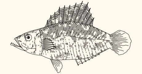 GitHub - LingDong-/fishdraw: procedurally generated fish drawings