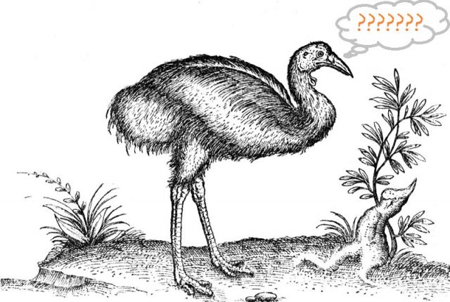 The wayward emu.