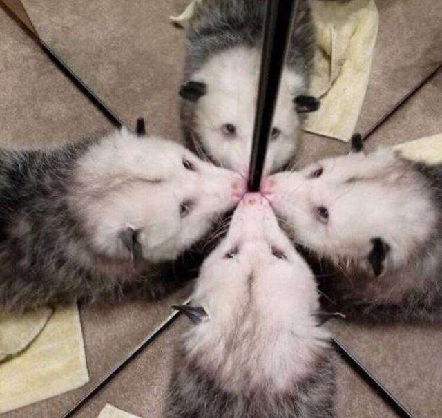 An oppossum looking at its reflections in two mirrors at a right angle