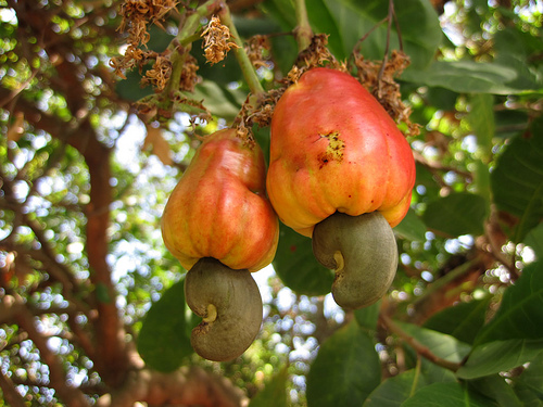 Cashew in the Real Raw [enable images; click for larger]