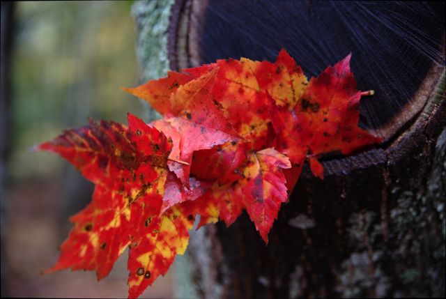 woven fall
