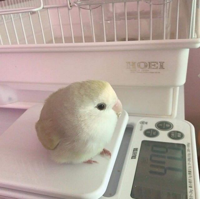 A small, round-shaped bird sitting on a scale