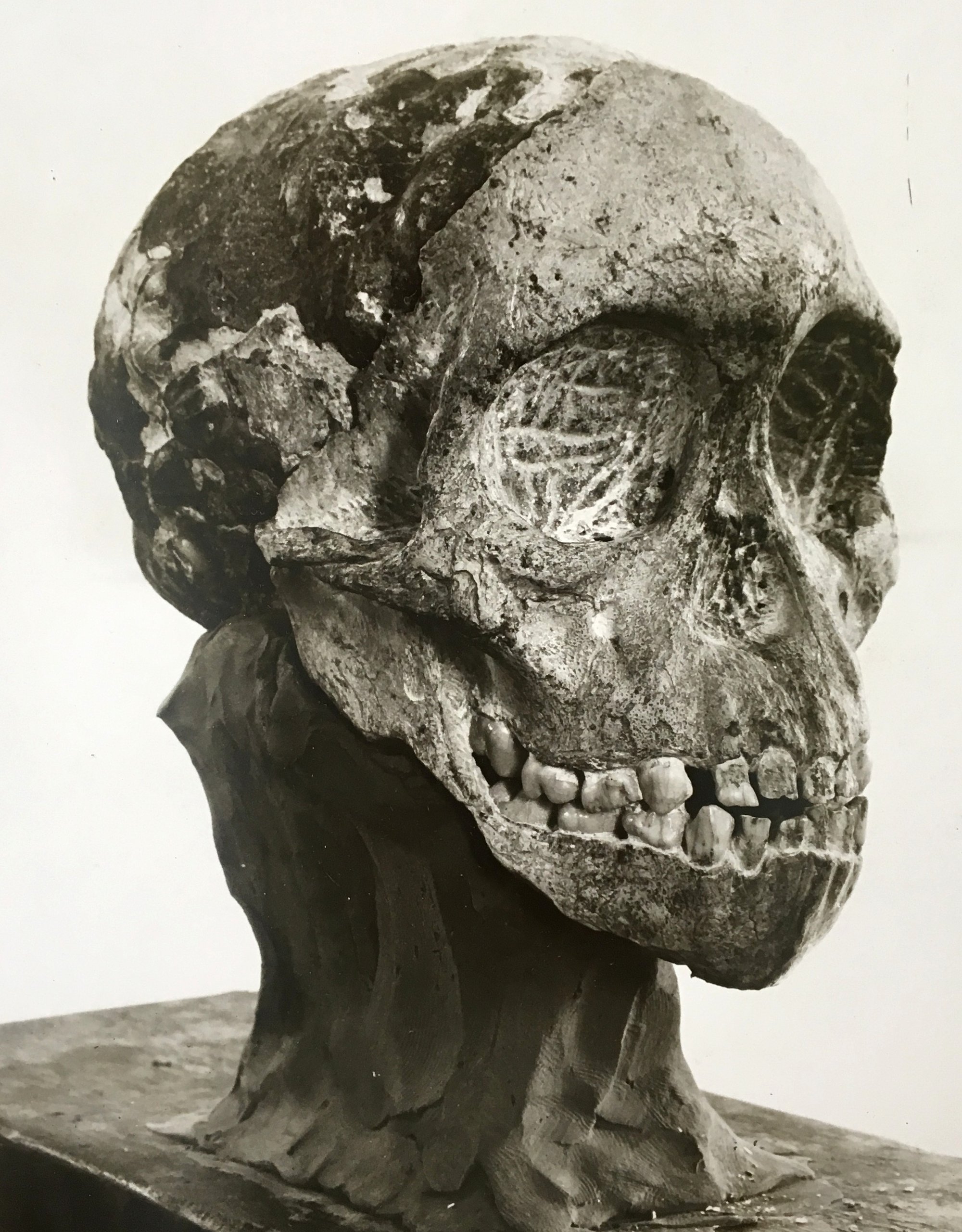 100 Years of the Southern Ape