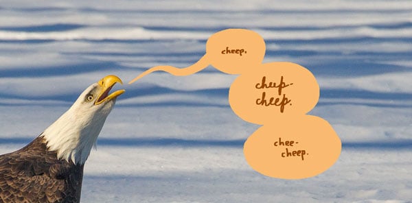 Bald eagle fiercely crying "cheep cheep cheep". Such majesty!