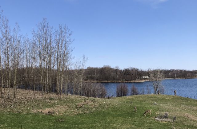 Three deer graze on a green hill, a blue lake is in the background under a sunny clear blue sky