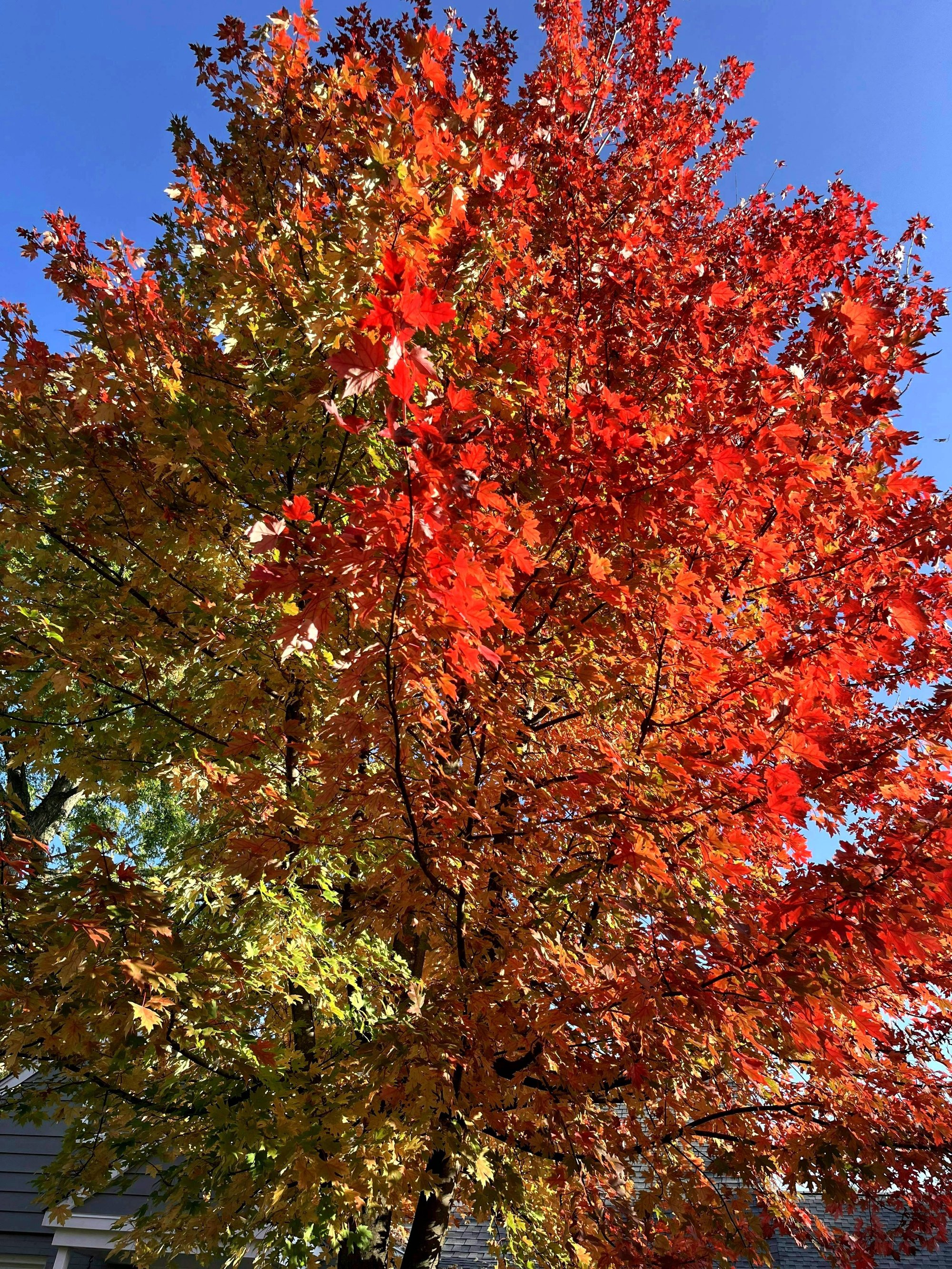 A tree with green, yellow, orange and red leaves t