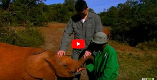 Traumatized Baby Elephants Find New Human Parents [click to watch]