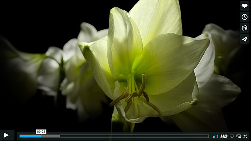 still from "Spring" time lapse video by Jamie Scott [click to view]